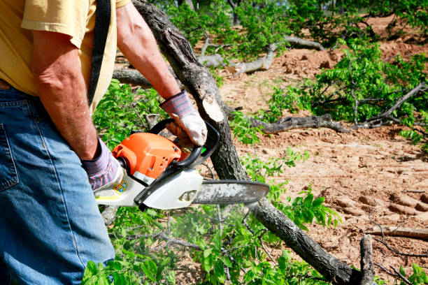 Reliable Mansfield, LA Tree Care Services Solutions